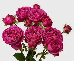 Pink Roses